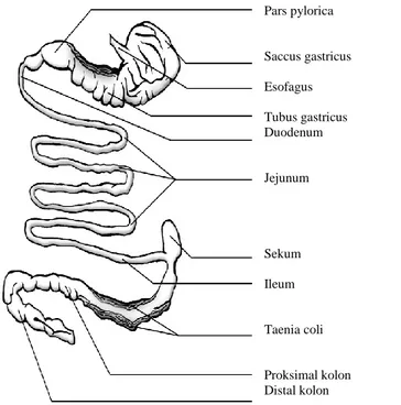 Gambar 3   Anatomi Traktus Pencernaan Bekantan 