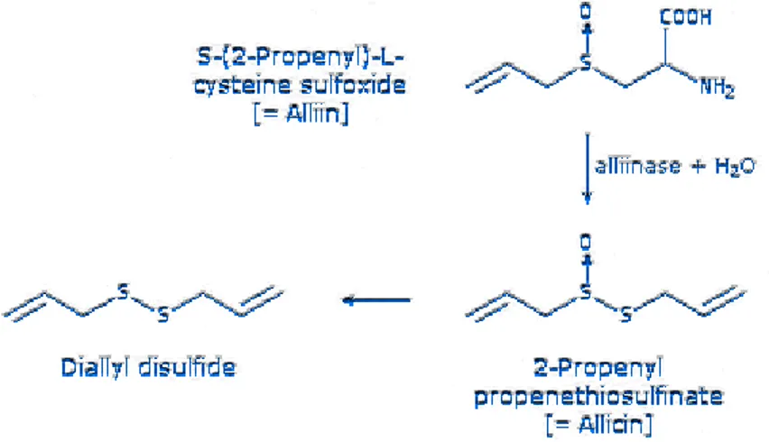 Gambar 3. Reaksi pembentukan alisin (Schmidt, 1994) 