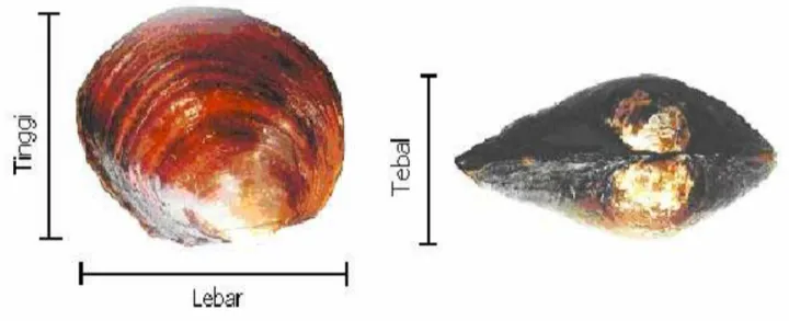 Gambar 1.  Jenis kerang yang Dipelihara (Margaritifera sp)