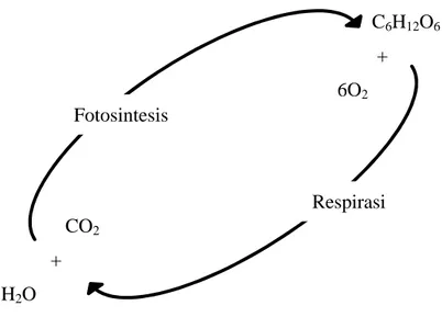 Gambar 2. Reaksi fotosintesis alga dan respirasi bakteri (Siregar dan Hermana, 2012).