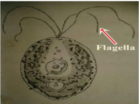 Gambar 4. Flagella Tetraselmis sp. (Inansetyo dan Kurniastuty, 1995).