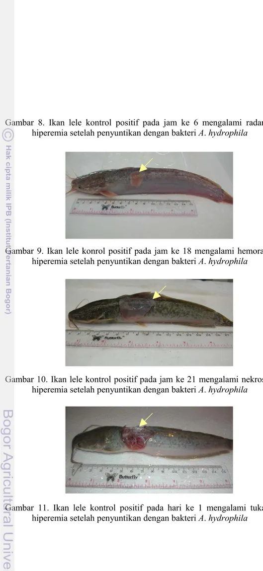 Gambar  8. Ikan lele  kontrol positif pada jam ke 6 mengalami  radang disertai  hiperemia setelah penyuntikan dengan bakteri A