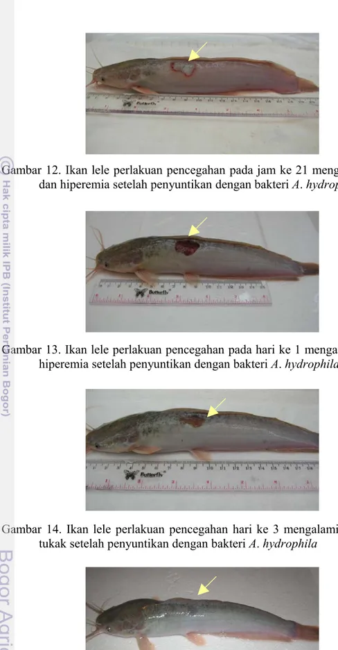 Gambar 12. Ikan lele perlakuan pencegahan pada jam ke 21 mengalami nekrosis  dan hiperemia setelah penyuntikan dengan bakteri A