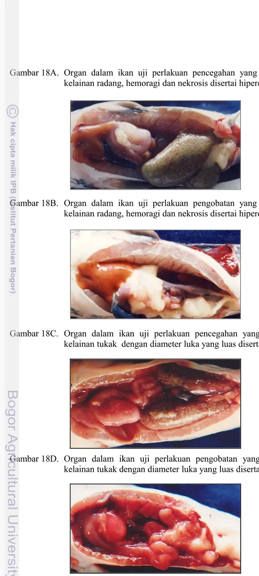 Gambar 18A. Organ   dalam   ikan   uji   perlakuan   pencegahan   yang   mati   dengan  kelainan radang, hemoragi dan nekrosis disertai hiperemia