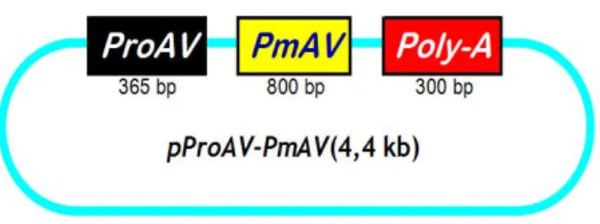Gambar 13  Peta konstruksi gen pProAV-PmAV yang digunakan dalam transfeksi  gen antivirus PmAV ke embrio udang windu P