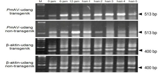 Gambar 16  Ekspresi gen antivirus PmAV pada hepatopankreas larva udang windu  P. monodon yang ditantang dengan WSSV