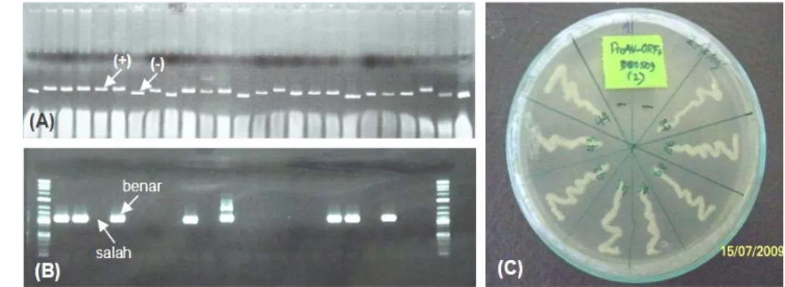 Gambar 12 Hasil analisis cracking dan PCR konstruksi gen pProAV-PmAV. 