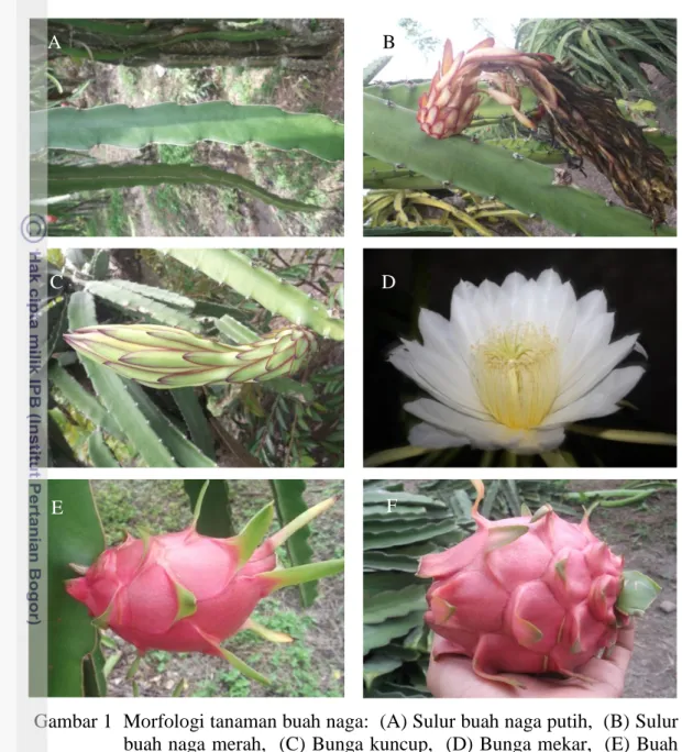 Gambar 1  Morfologi tanaman buah naga:  (A) Sulur buah naga putih,  (B) Sulur  buah naga merah,  (C) Bunga kuncup,  (D) Bunga mekar,  (E) Buah  naga putih,  dan (F) Buah naga merah