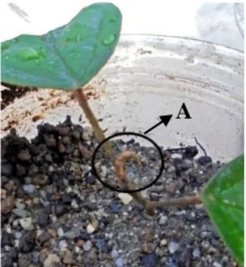 Gambar  1.  Tanaman  Bayur  (Pterospermum  javanicum). Keterangan: A. tunas apikal 