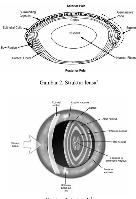 Gambar 2. Struktur lensa 7