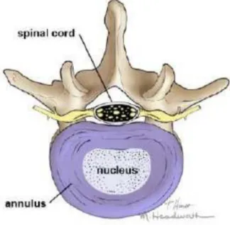 Gambar 2. . Diskus Vertebralis (Sumber: Mayfield Brain and Spine, 2016)