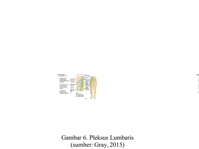 Gambar 6. Pleksus Lumbaris (sumber: Gray, 2015)