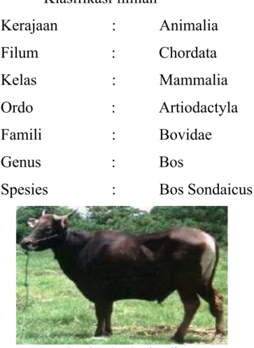 Gambar 2.1 Sapi Bali