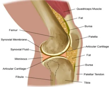 Gambar 1. Anatomi sendi lutut normal 3