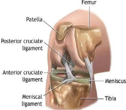 Gambar 2. Anatomi sendi lutut normal 3