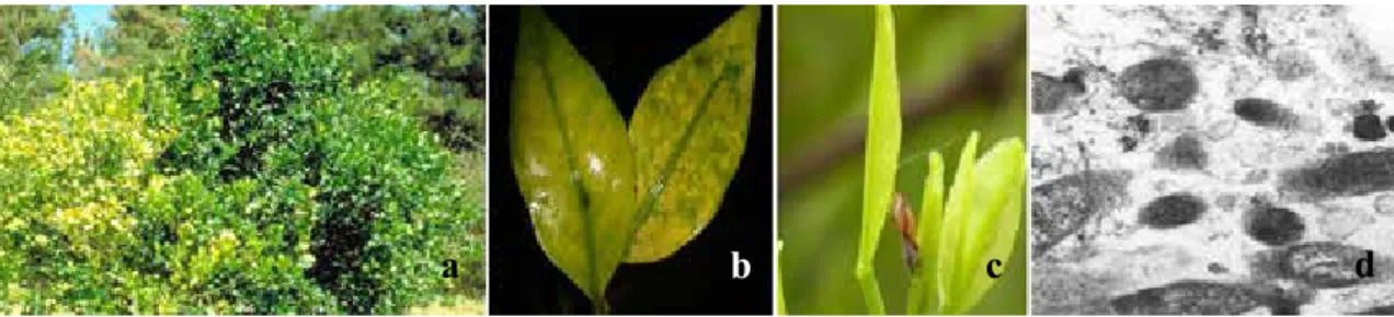 Gambar 1.   Gejala khas penyakit HLB dan vektor D. citri Kuw. di Indonesia (a) greening sektoral,  (b) belang-belang tidak merata (blotching), (c) serangga vektor D