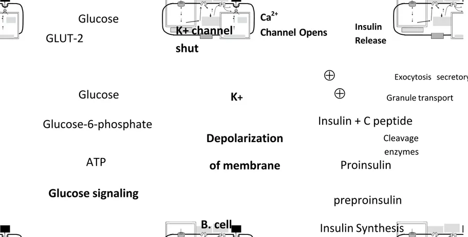 Gambar Mekanisme sekresi insulin pada sel beta akibat stimulasi Glukosa (Kramer, 95)