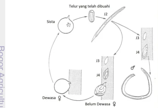 Gambar  2  Siklus  hidup  Globodera  spp.  terdiri  dari  stadia  telur,  empat  stadia  juvenil, dan stadia imago/dewasa (Evans and Stone 1977)