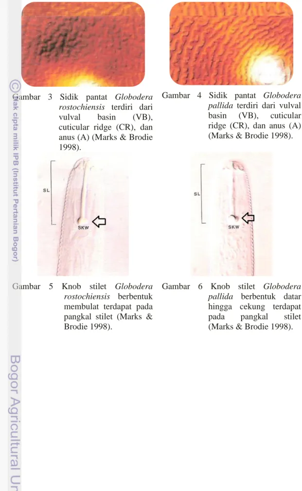 Gambar  3  Sidik  pantat  Globodera  rostochiensis  terdiri  dari  vulval  basin  (VB),  cuticular  ridge  (CR),  dan  anus (A) (Marks &amp; Brodie  1998)