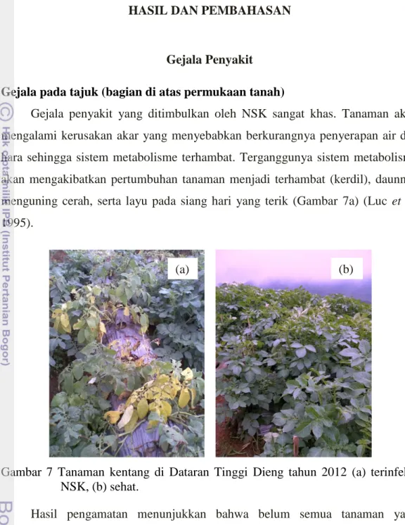 Gambar  7  Tanaman  kentang  di  Dataran  Tinggi  Dieng  tahun  2012  (a)  terinfeksi  NSK, (b) sehat
