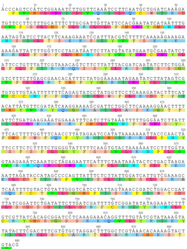 Gambar 2. Sekuens DNA barcode matK dan Asam Amino 