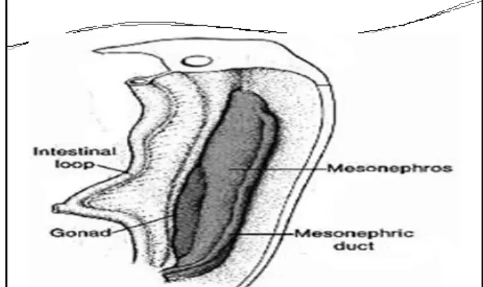 Figura . El mesodermo intermedio aparece segmentado en unidades  llamadas nefrotomas, las cuales se unen para formar un tubo 