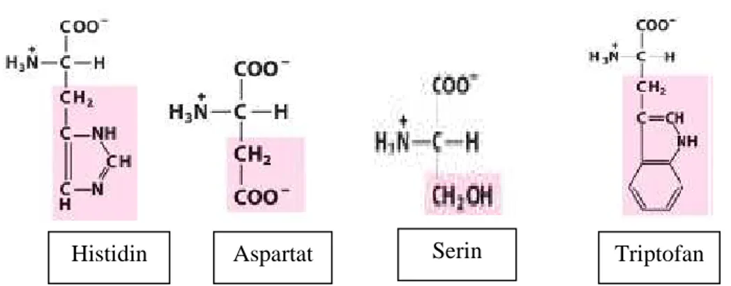 Gambar  4.  Struktur  asam  amino  penyusun  enzim  lipase  Aspergillus  niger  (Lehninger, 1982) 