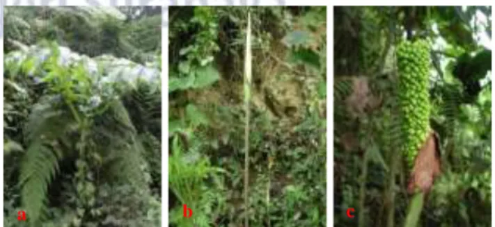 Gambar 4.   Amorphophallus  paeoniifolius.  a.  habitus  (pada  fase  vegetatif);  b.  tangkai  daun  dengan  permukaan  yang  kasar  (nama  lokal  walur);  c