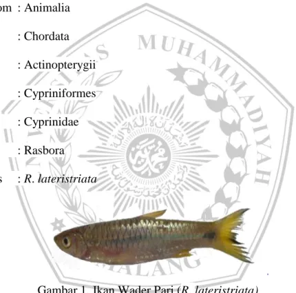 Gambar 1. Ikan Wader Pari (R. lateristriata)  Sumber: Djumanto et al (2008) 