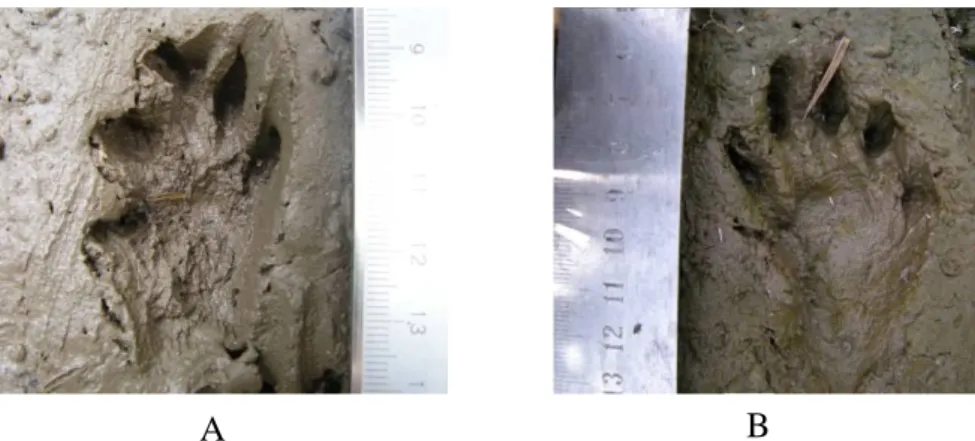 Gambar 2.  Foto  jejak  kaki  A.  cinereus.  A:  jejak  kaki  depan  kanan,  B:  jejak  kaki  belakang kiri 