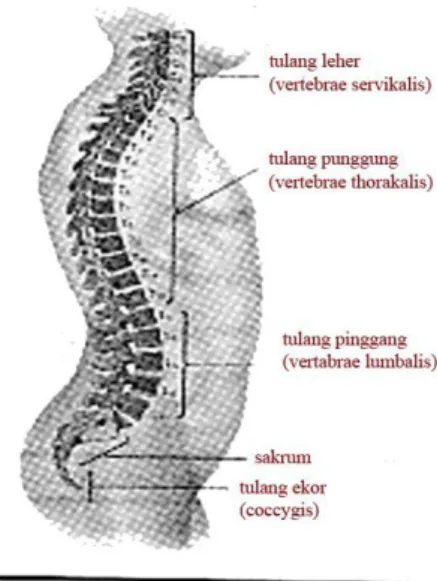 Gambar 1 Medulla Spinalis