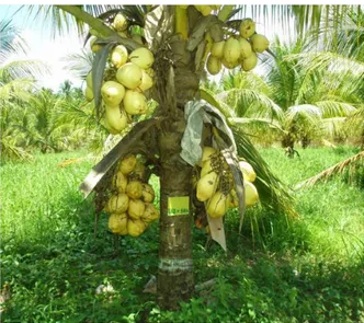 Gambar  3.  Penampilan  kelapa  GKB  umur  tanaman 6 tahun 