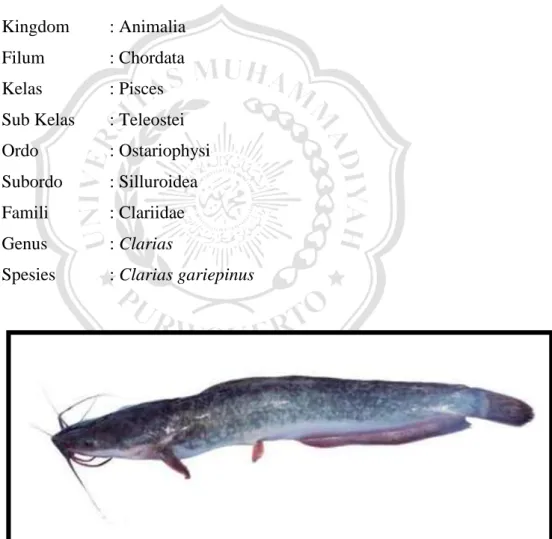 Gambar 2.1 Ikan lele dumbo (Clarias gariepinus) 