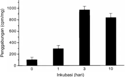 Gambar 3. Penggabungan [ 3 H]-dThd ke dalam fraksi tidak dapat larut asam (acid-insoluble fraction) dari sel-sel D.avara (Muller et al., 2000).