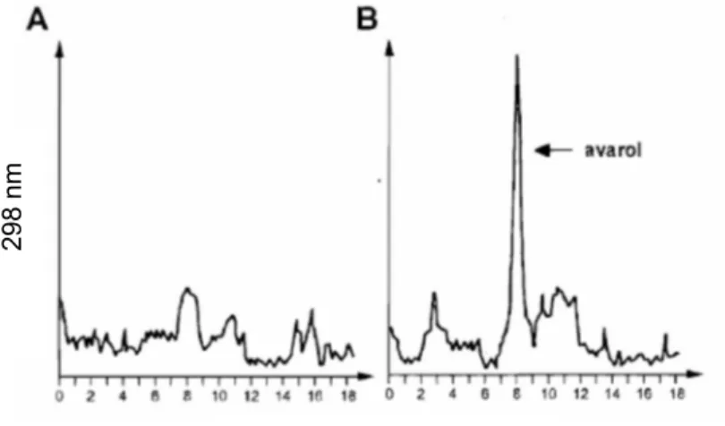 Gambar 4. RNA total yang di isolasi dari jaringan spesimen D.avara (a) dan dari primmorph (b) setelah 10 hari dikultur (Muller et al., 2000).
