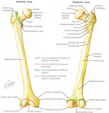 Gambar 2.1. Anatomi Tulang Femur 