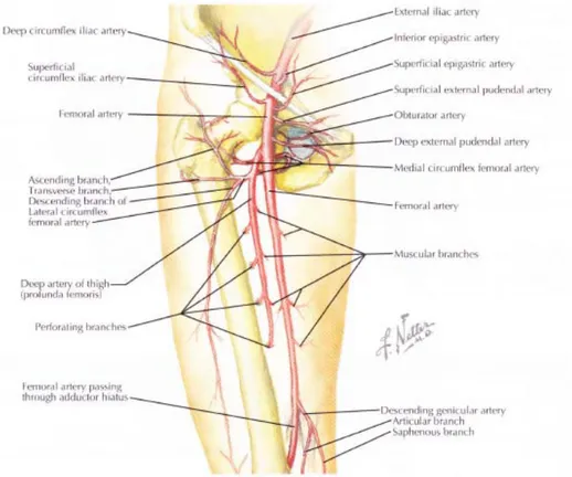 Gambar 2.2. Struktur Vaskularisasi Femur 