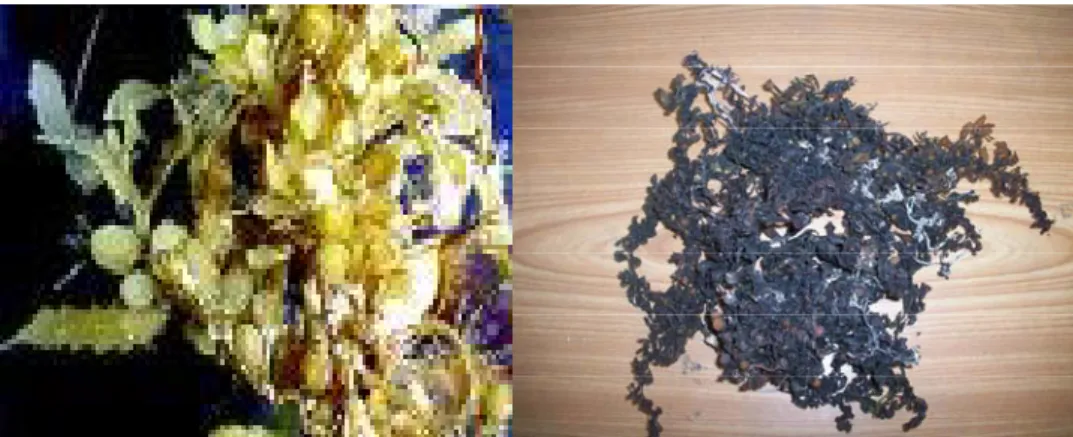 Gambar 1. Rumput laut coklat Sargassum sp. basah dan kering. 