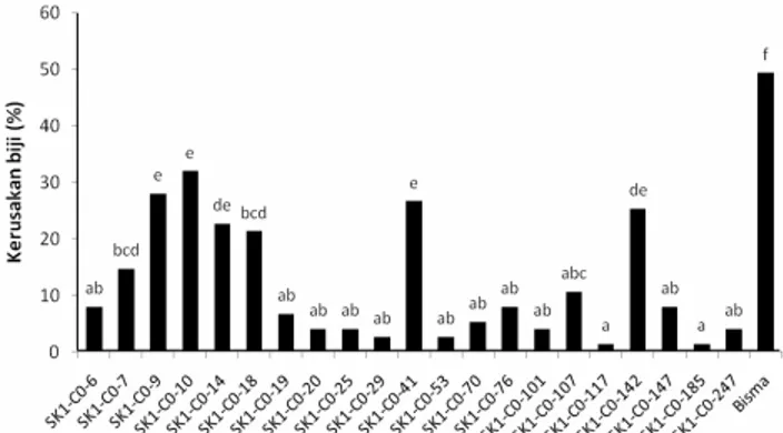 Gambar 7. Rata-rata  persentase  kerusakan  biji  pada  16  galur  S1 Srikandi Putih-1 dan varietas pembanding Bisma (data diuji dengan uji jarak berganda Duncan pada taraf 5%).