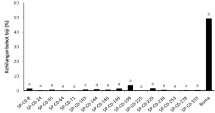 Gambar 10. Rata-rata  persentase  kehilangan  bobot  biji  pada  21 galur S1 Srikandi Kuning-1 dan varietas Bisma (data diuji  dengan  uji  jarak  berganda  Duncan  pada  taraf 5%).