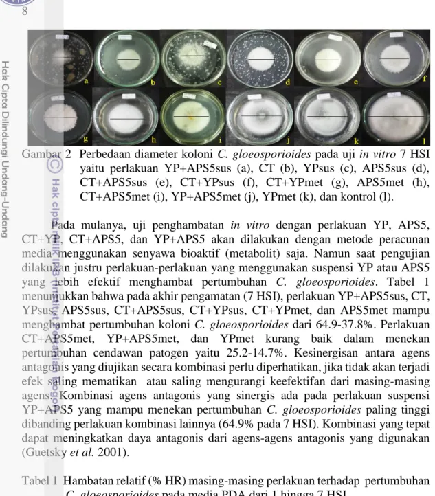 Gambar 2  Perbedaan diameter koloni C. gloeosporioides pada uji in vitro 7 HSI  yaitu  perlakuan  YP+APS5sus  (a),  CT  (b),  YPsus  (c),  APS5sus  (d),  CT+APS5sus  (e),  CT+YPsus  (f),  CT+YPmet  (g),  APS5met  (h),  CT+APS5met (i), YP+APS5met (j), YPmet