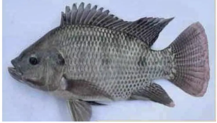 Gambar 2.  Ikan nila Sultana (Oreochromis niloticus)  (http://infoakuakultur.com/blog/rawat-pijah-induk-nila/) 