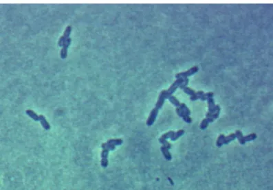 Gambar 2. Escherichia coli (Todar, 2012) 