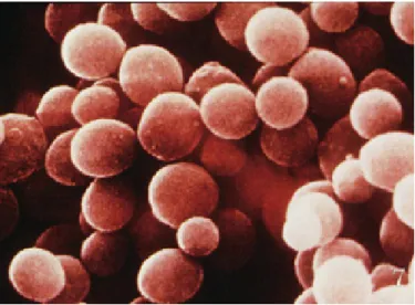 Gambar 3. Staphylococcus aureus (Todar, 2012) 