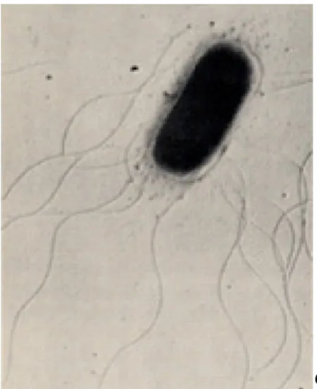 Gambar 4. Bacillus subtilis (Todar, 2012) 