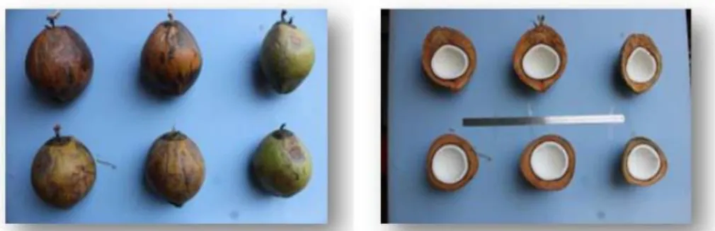 Tabel 3. Karakter komponen buah kelapa Dalam Palu dan kelapa  Buol ST-1 dan Genjah Kuning Nias