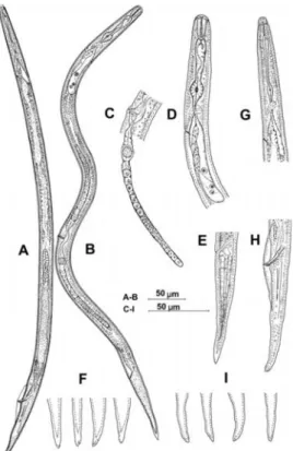Gambar 2. Radopholus sp. Betina , B-F. B: Seluruh tubuh; C: Bagian belakang cabang saluran reproduksi; D: Daerah depan termasuk faring; E: Ekor;