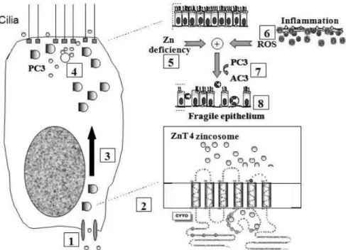 Gambar 1. Sistem homeostasis zink labil dalam epitel saluran pernapasan  Sumber: Chiara Murgia, Dion Grosser 45    