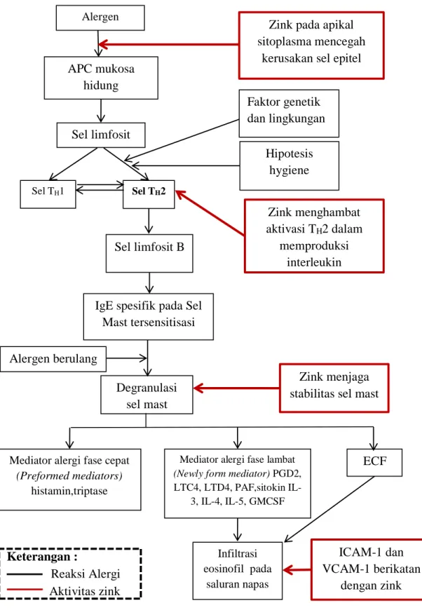 Gambar 2. Skema pengaruh zink terhadap alergi saluran pernapasan  5,15-17 Mediator alergi fase cepat 