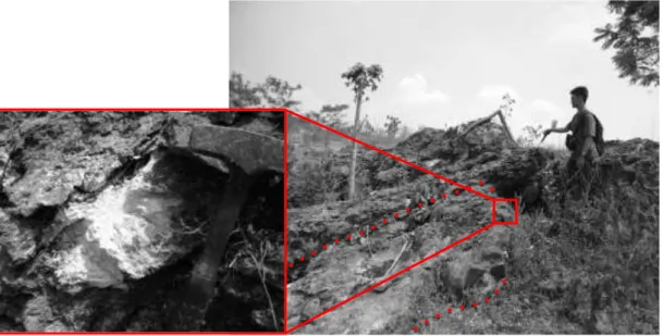 Gambar 8. Singkapan fasies alga – foraminifera packstone pada lokasi  singkapan GPI 1 